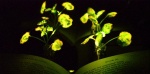Светящиеся растения заменят фонари и светильники