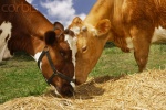 Комплекс переработки отходов спиртового производства в корма для животных введен в Ульяновской области